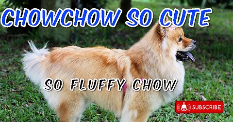 ChowChow so Fluffy and Cute