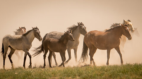 Part 4 Outtakes and Behind the Scenes Filming Wild Horses by Karen King