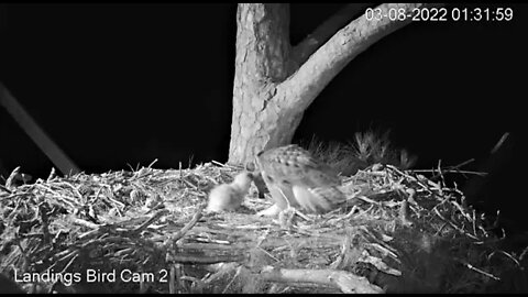 Mom and Her Owlet Share a Bird 🦉 3/8/22 01:34