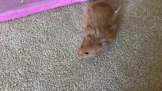 Hamster Heaven- How to bond with your hamster