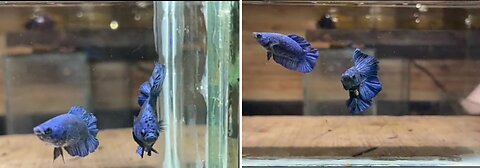 Wow, it is a blue fish, it is so beautiful, I love it so much, it is so beautiful.