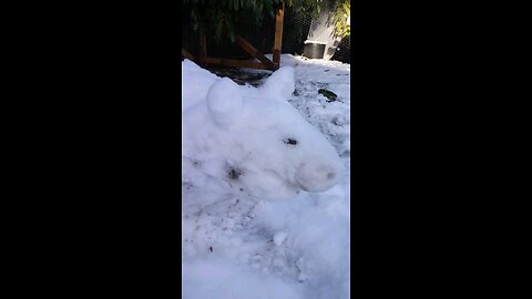 Snow Pig