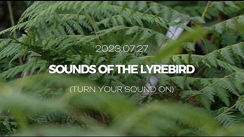 A minute of lyrebird sounds