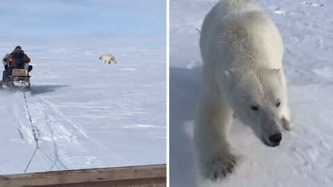 Heart-pounding Encounter With A Massive Polar Bear