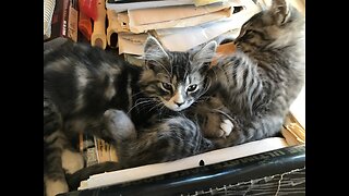 IMPOSSIBLY CUTE Kitten Siblings PLAY "Aggressively"