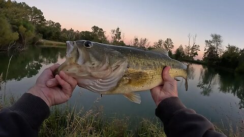 Big bass with extreme bulging eyeballs! Farm pond bass fishing adventure & info