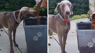 Impatient Dog Can't Wait For Dinner, Eats Food As It's Poured