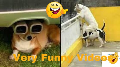 Funny Dog Videos 2021