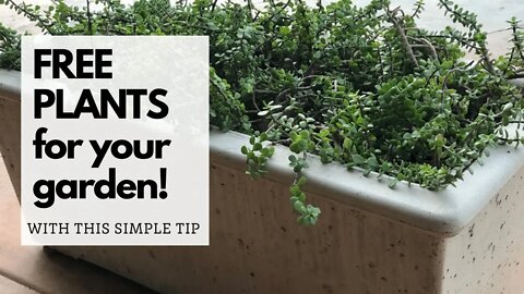How to PROPAGATE Elephant's Food and have FREE PLANTS for your containers.