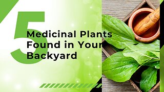 5 Medicinal Plants in Your Backyard