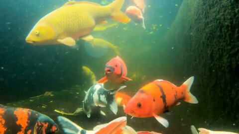 Koi carp fish in a pond