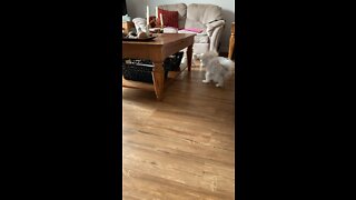 Maltese Puppy play time