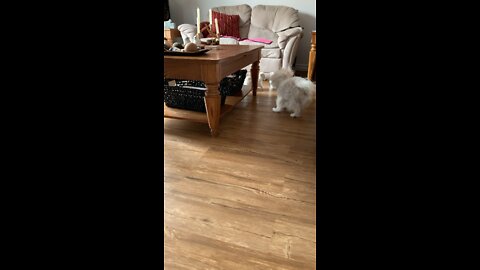 Maltese Puppy play time