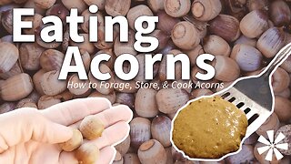 Eating ACORNS 🌰: How to Forage, Store, & Cook Acorns. Don't Starve. Don't Eat Bugs