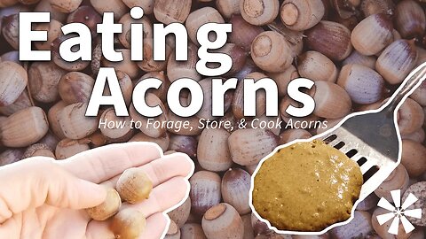 Eating ACORNS 🌰: How to Forage, Store, & Cook Acorns. Don't Starve. Don't Eat Bugs