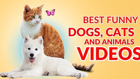 Best Funny Dogs, Cats and Animals Videos
