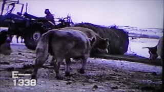 Feeding Cattle In Cold Winter Weather