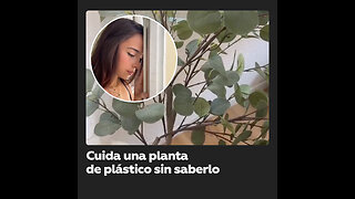 Le piden cuidar una planta y cuida una equivocada