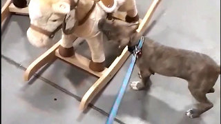 Puppy At Pet Store Thinks Rocking Horse Is Real