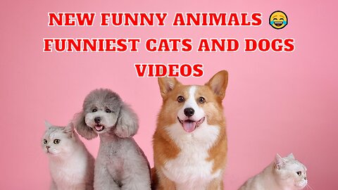 New Funny Animals 😂 Funniest Cats and Dogs Videos 😺🐶