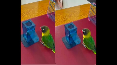 Smart parrot play game 😊