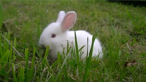 Adorable Baby Bunny Bliss: Cuteness Overload!