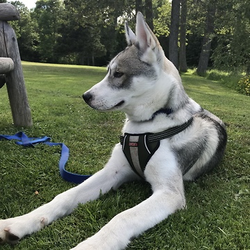 Musical husky sings along to guitar tune