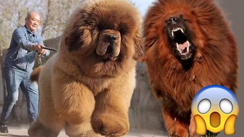 Top 11 most biggest dogs in the world