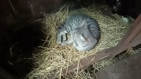 One of the cats in a nest box 31st May 2021