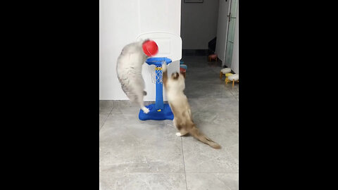 cat play basketball 🏀 video