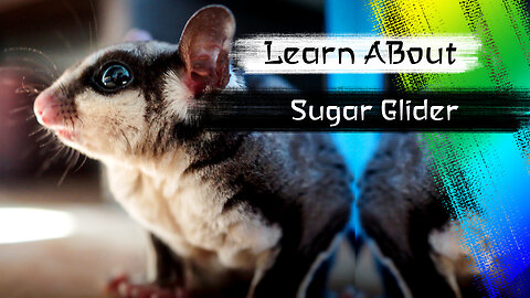 Sugar Glider One Of The Cutest And Most Exotic Animal In The World