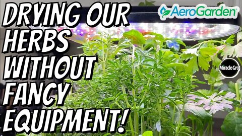 AeroGarden Tour + Drying Herbs in the Oven | Basil, Mint, Parsley, Thyme, Savory, and Oregano