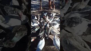 Muscovy ducks. Feed time