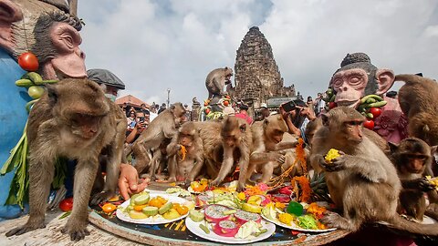 Monkeys Eating Together