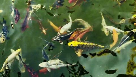 Colorful Fishes In A Lake Water