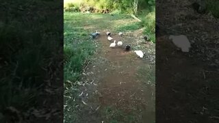 Muscovy Ducks going for a walk, and the Bush Turkey