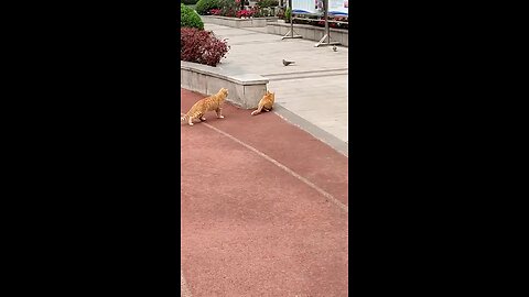 cats try to catch pigeons for eat 😥