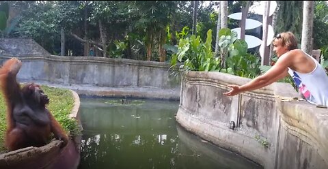 Clever Orangutan Makes a Fair Trade With Human