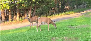 First buck on property this year