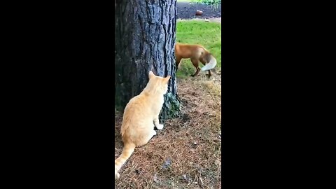 funny cat 🐈 movement 😺