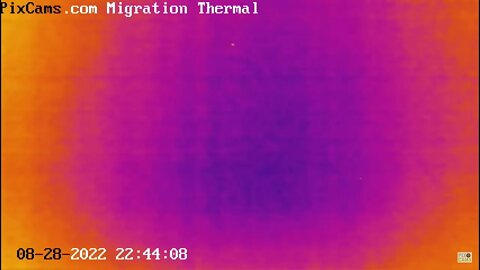 Night migrating birds on thermal camera - 8/28/2022 @ 22:43 - Odd Flight Path