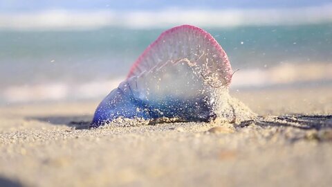 Life's A Beach: Cuba Edition