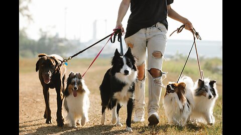 Off Leash Training and How To Handle Reactive Behavior.