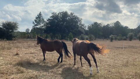 Horses playing & having fun