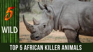 Top 5 African Animals That Kills The Most People | 5 WILD