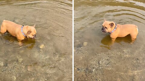 Frenchie gets frustrated trying to rescue rock from drowning