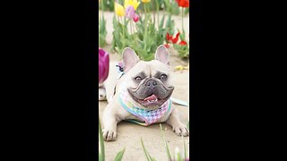 Here’s My “The Photo” Feature | Mochi The French Bulldog