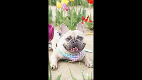 Here’s My “The Photo” Feature | Mochi The French Bulldog