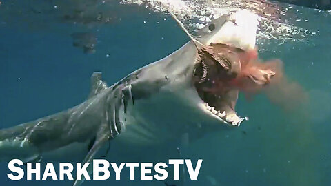 Shark Attack Caught on Video 2023, Shark Bytes TV Ep 28, Cage Diving Giant Great Whites Attacking