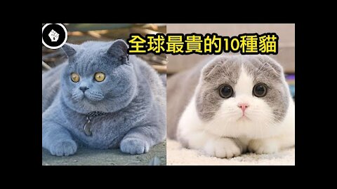 The 10 most expensive cats in the world, they are all cute